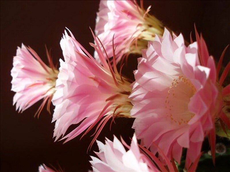 Pink Cactus Flowers — Dramatic