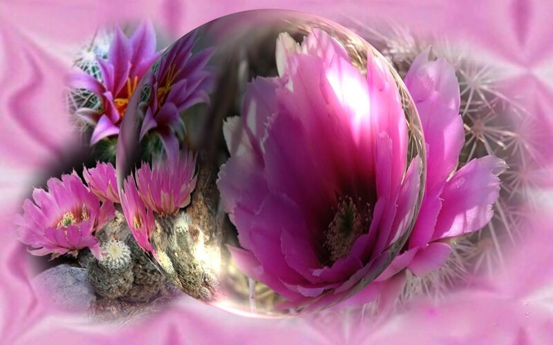 Pink cactus flowers in a crystal ball