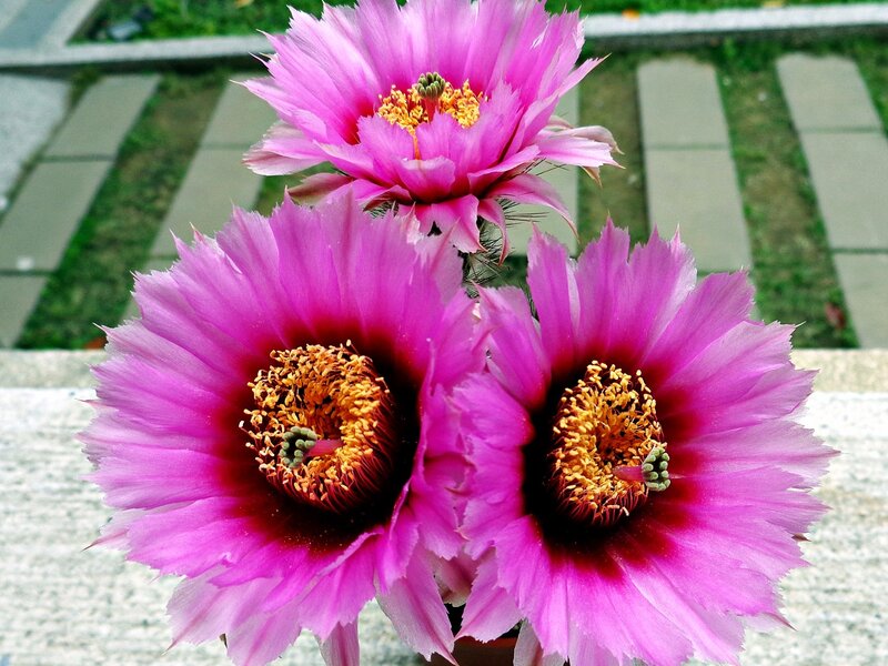 Pink cactus flowers in bloom
