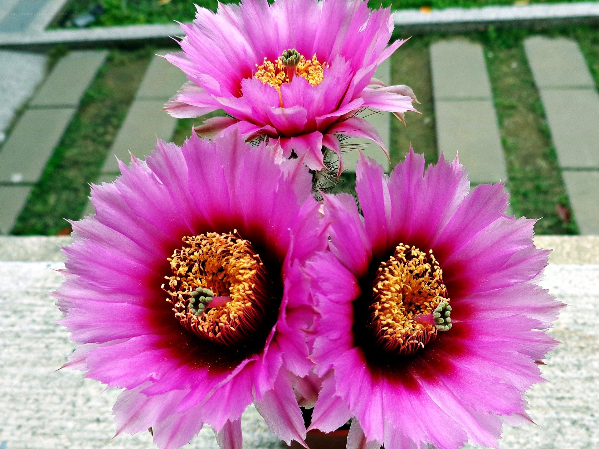 Pink cactus flowers in bloom