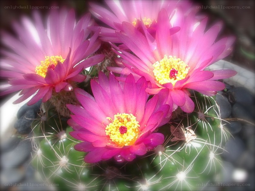 Pink cactus flowers in bloom