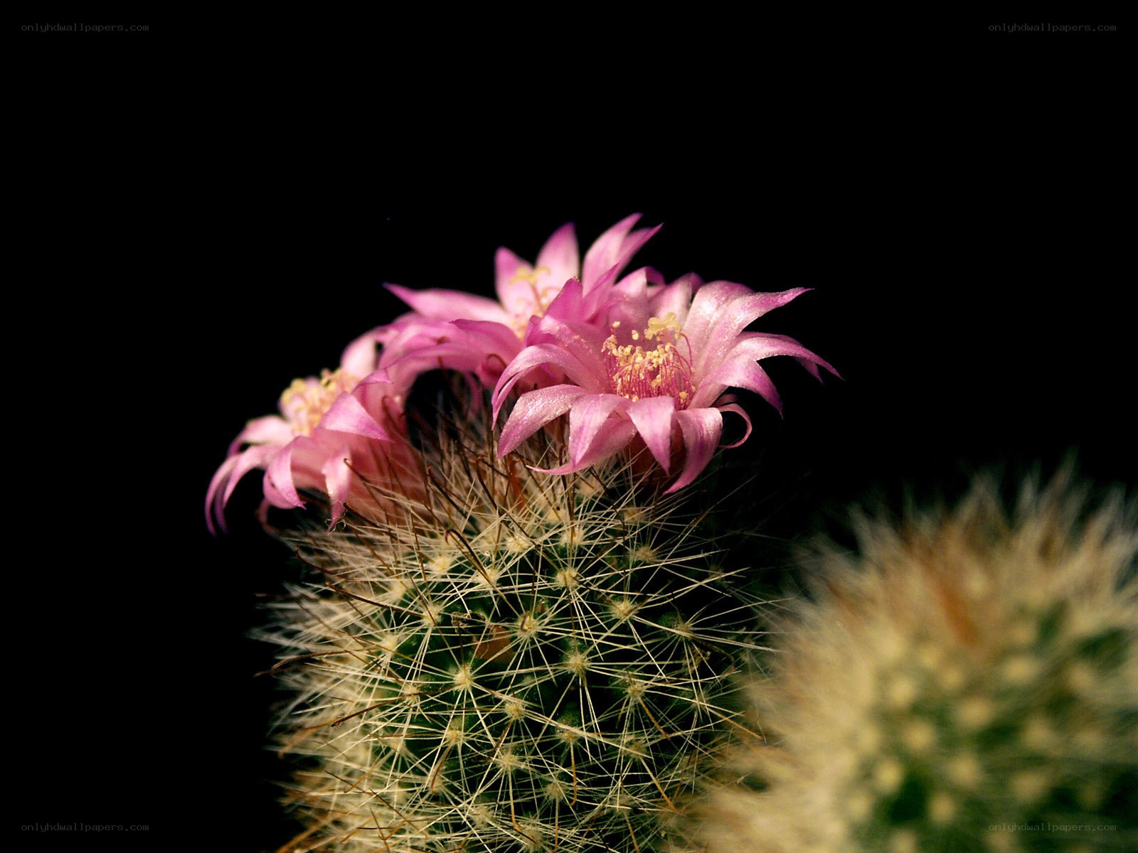Pink cactus flowers in bloom