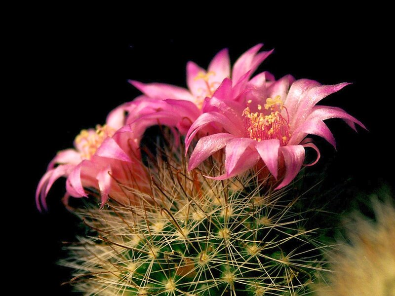 Pink cactus flowers in bloom