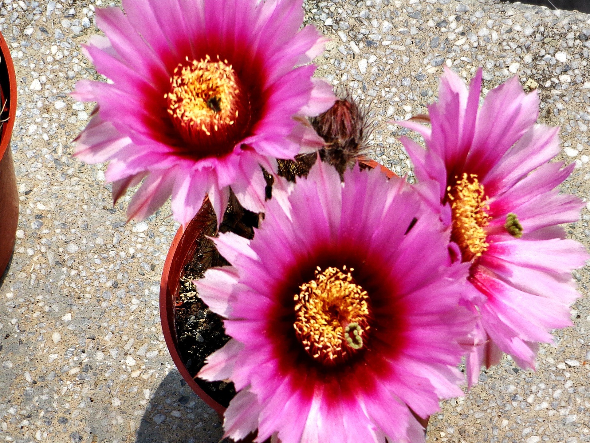 Pink cactus flowers in bloom
