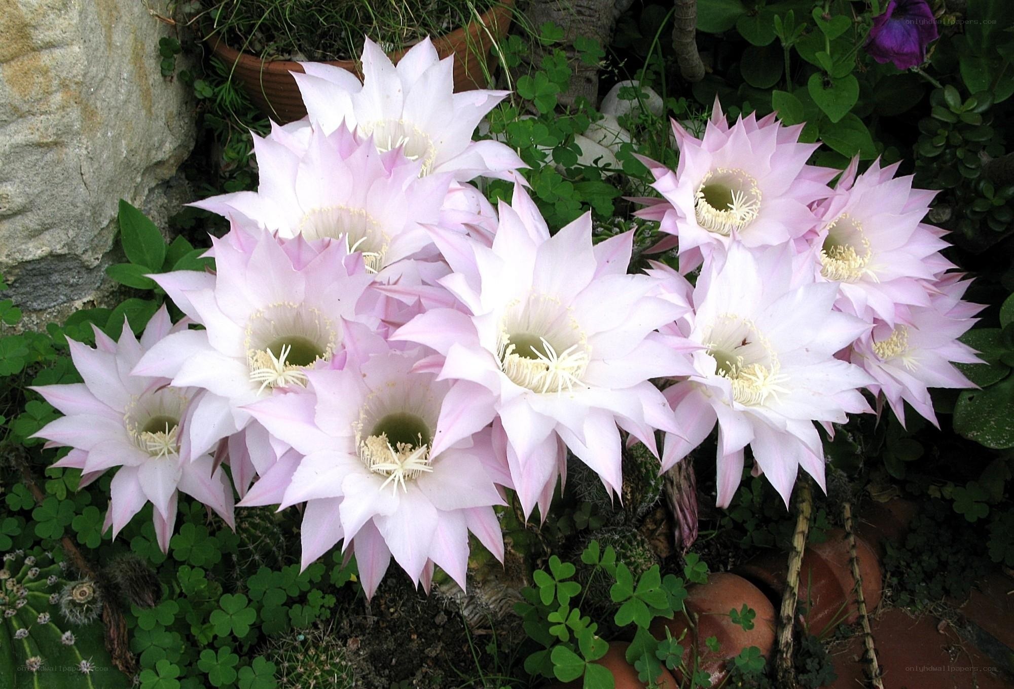 Pink cactus flowers in garden