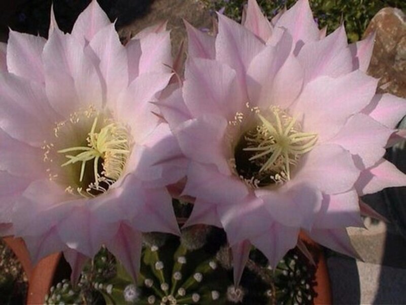 Pink Cactus Flowers — Serene, Afternoon