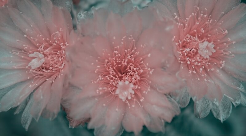 Pink Cactus Flowers — Serene, Photograph, Petals, Stamen