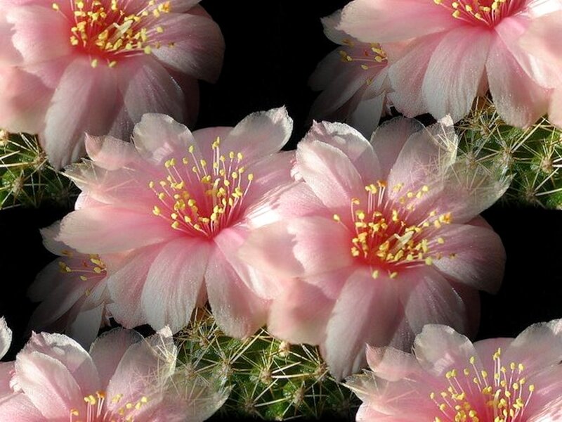 Pink Cactus Flowers — Serene, Photograph, Petals