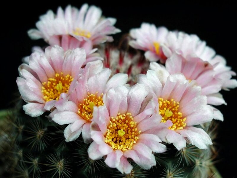 Pink Cactus Flowers — Serene, Photograph