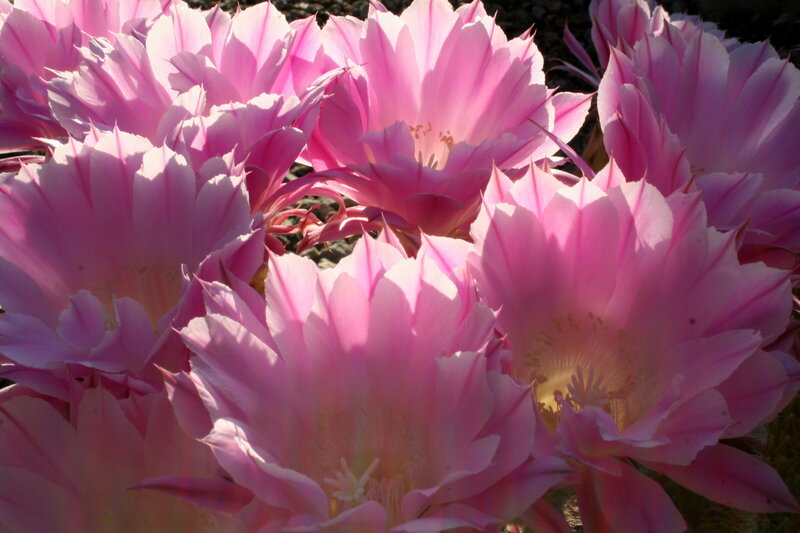 Pink Cactus Flowers — Serene