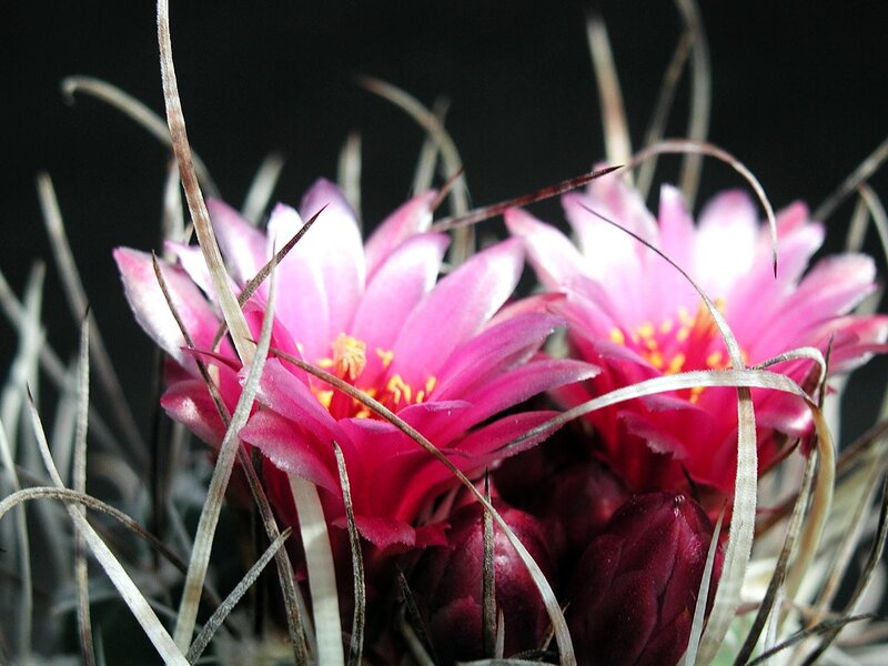 Pink Cactus Flowers