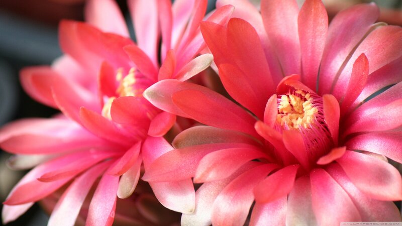Pink Cactus Flowers — Vibrant, Photograph
