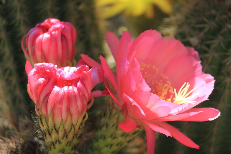 Pink Cactus Flowers — Vibrant