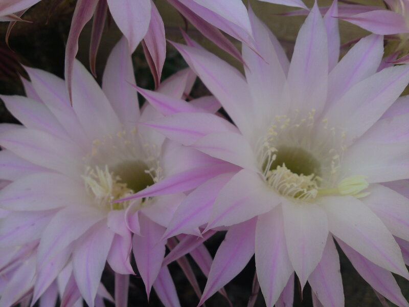 Pink Cactus Flowers — White