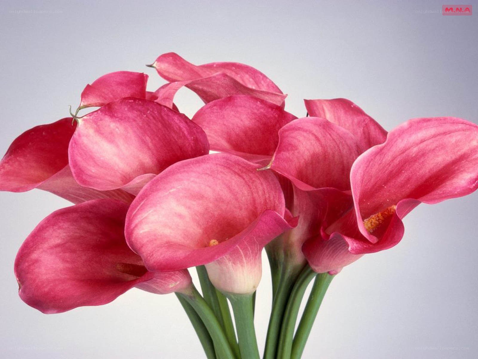 Pink calla lilies bouquet
