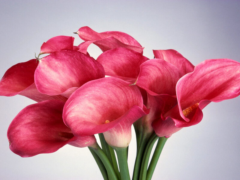 Pink calla lilies bouquet
