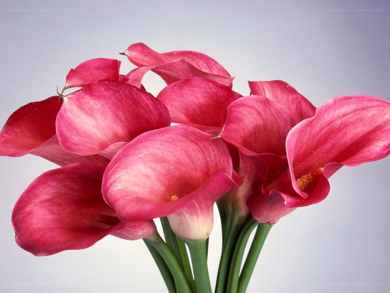 Pink calla lilies bouquet