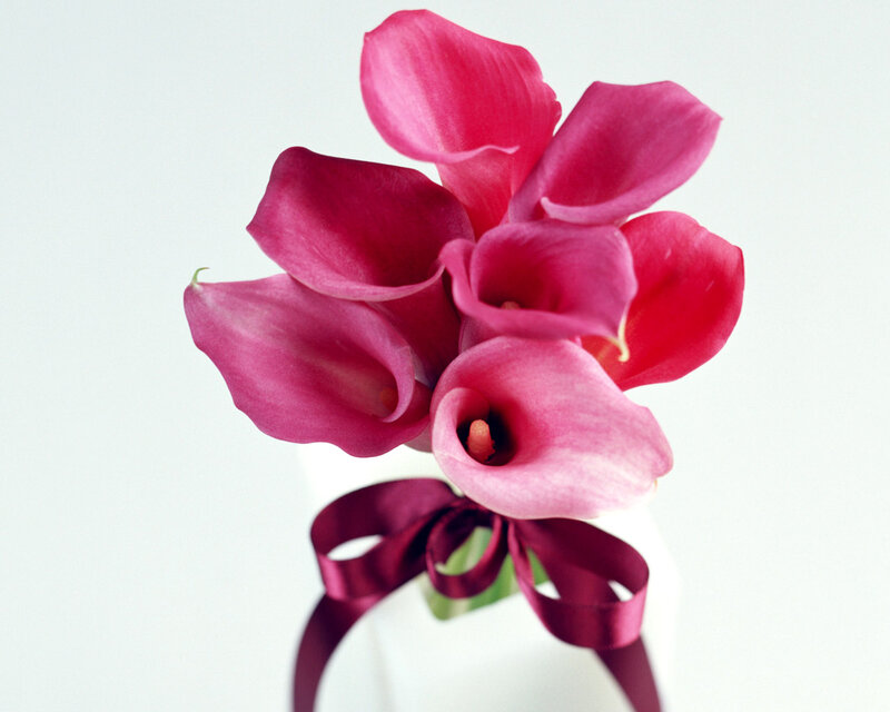 Pink Calla Lilies Bouquet — Calm, Photograph