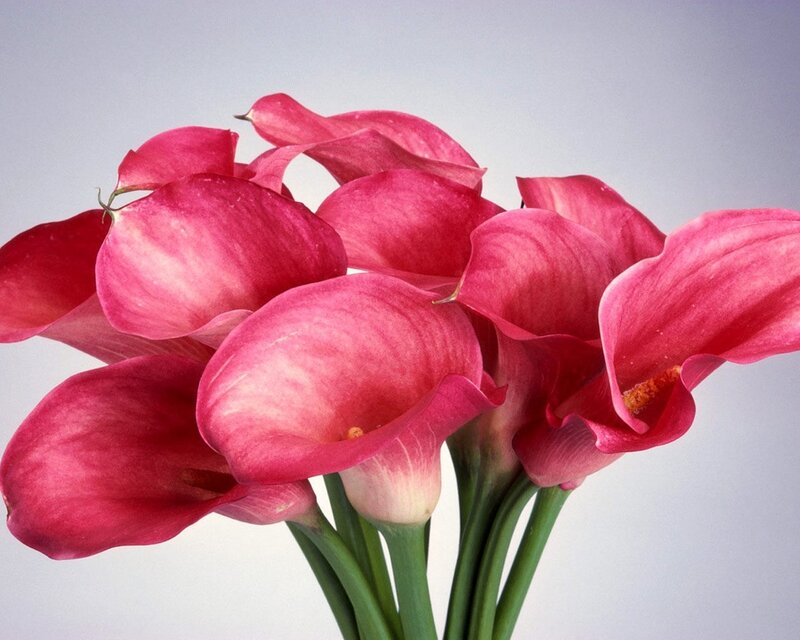 Pink calla lilies bouquet