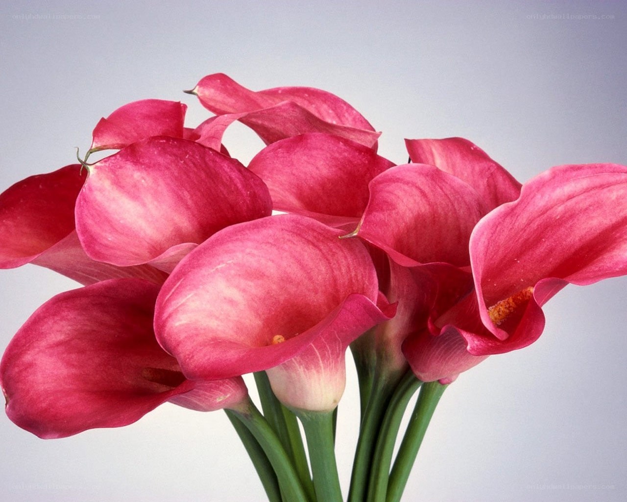 Pink calla lilies bouquet