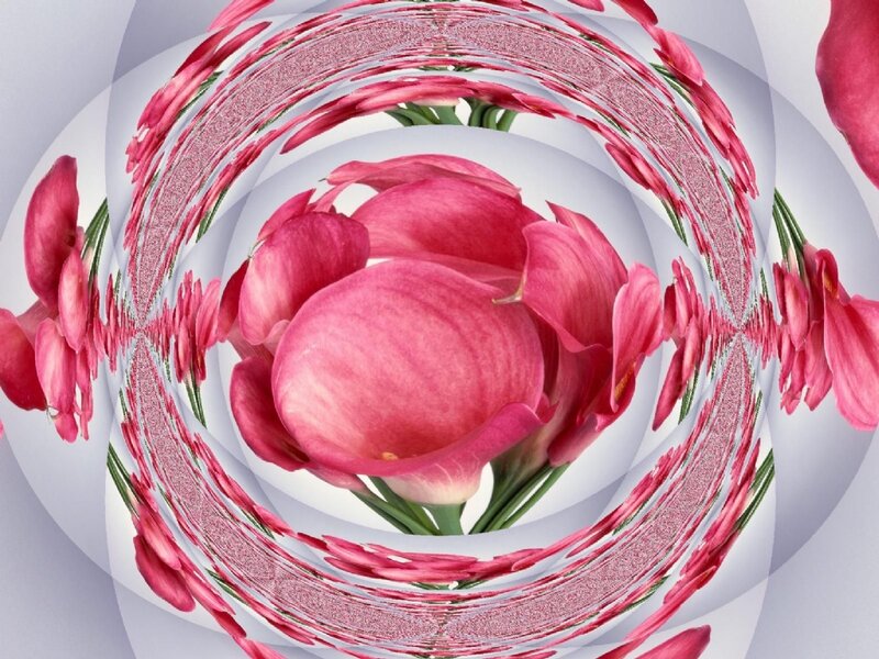Pink Calla Lilies — Calm, Digital Art