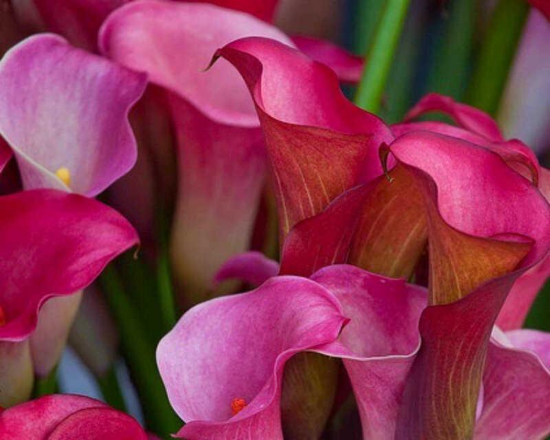 Pink Calla Lilies — Calm, Photograph, Flowers, Green Stems