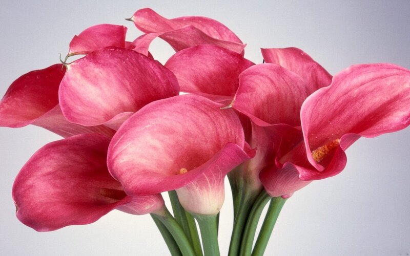 Pink Calla Lilies — Calm, Photograph, Flowers