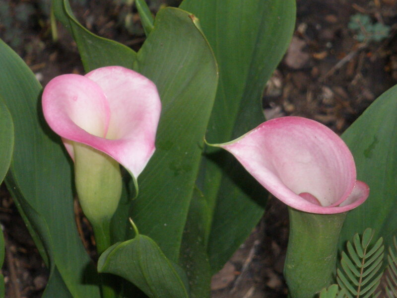 Pink Calla Lilies — Calm, Photograph, Green Leaves, Soil