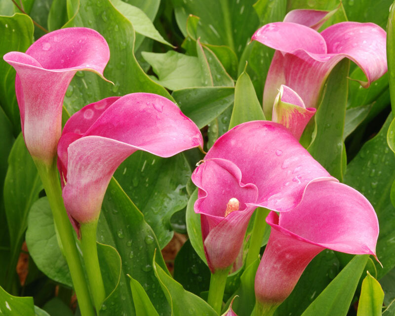 Pink Calla Lilies — Calm, Photograph