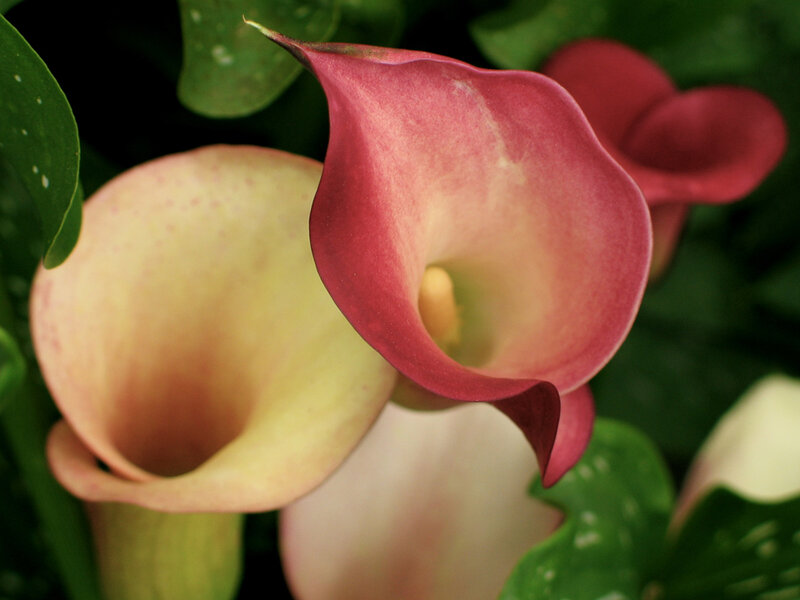 Pink Calla Lilies — Calm