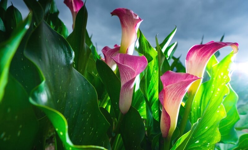 Pink Calla Lilies — Dramatic, Photograph, Green Leaves