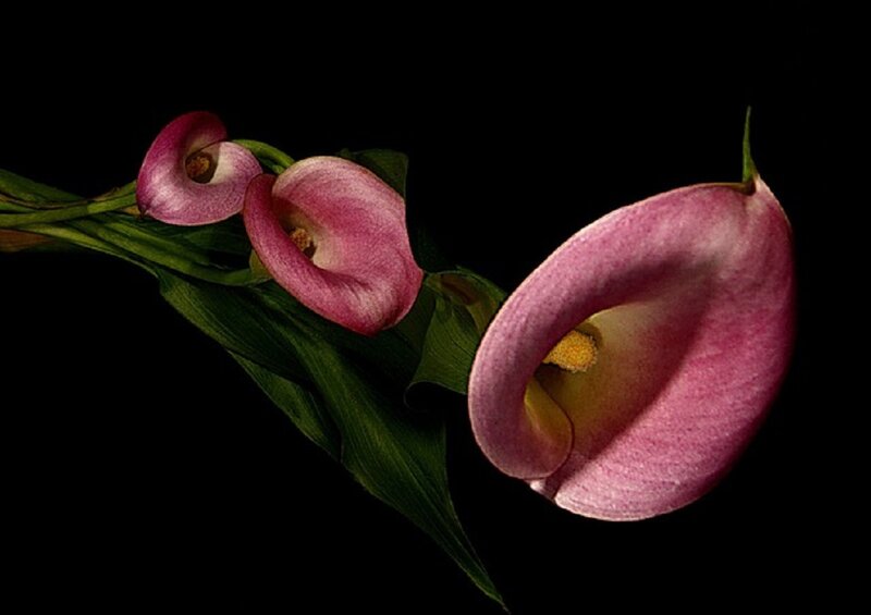 Pink Calla Lilies — Dramatic, Photograph