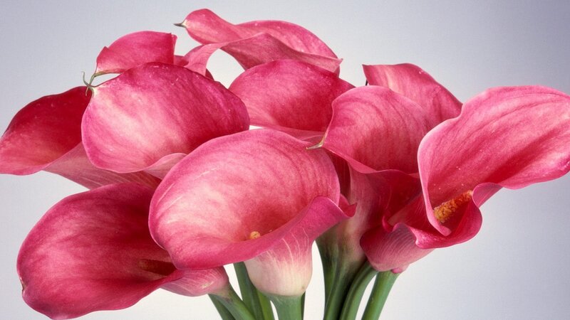 Pink calla lilies in a bouquet