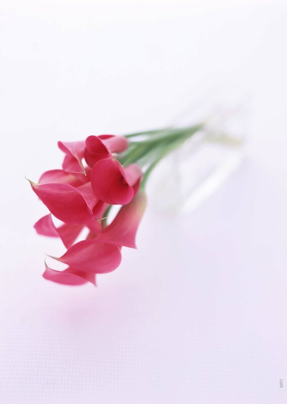 Pink calla lilies in a vase