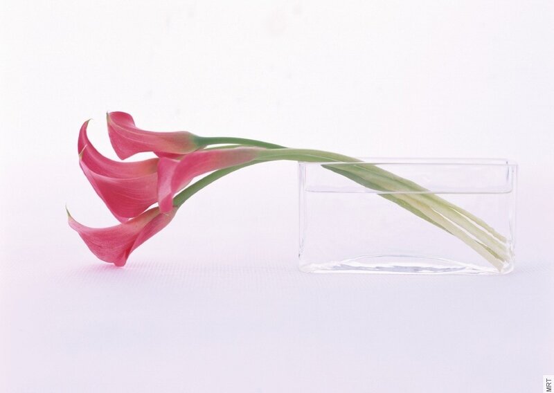 Pink calla lilies in a vase