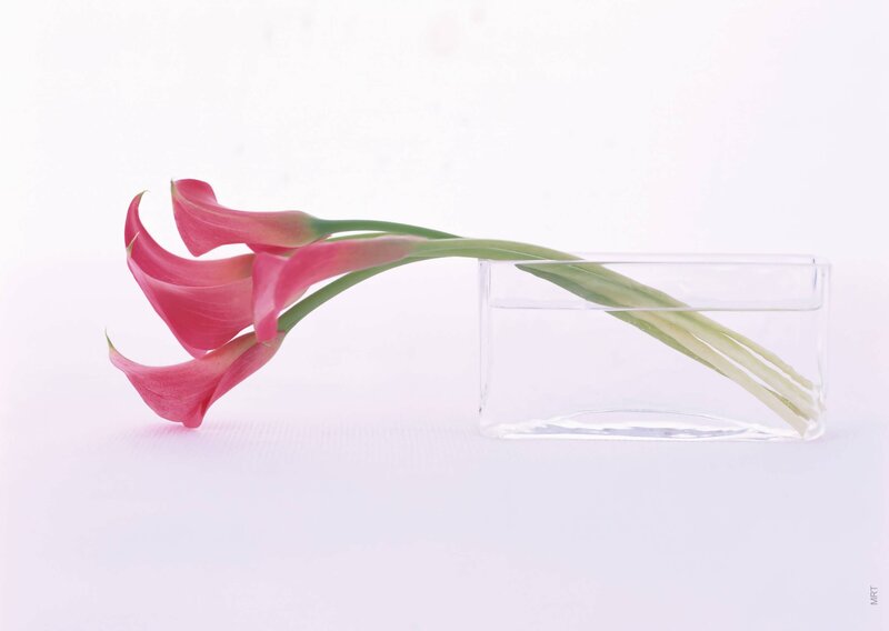 Pink calla lilies in a vase
