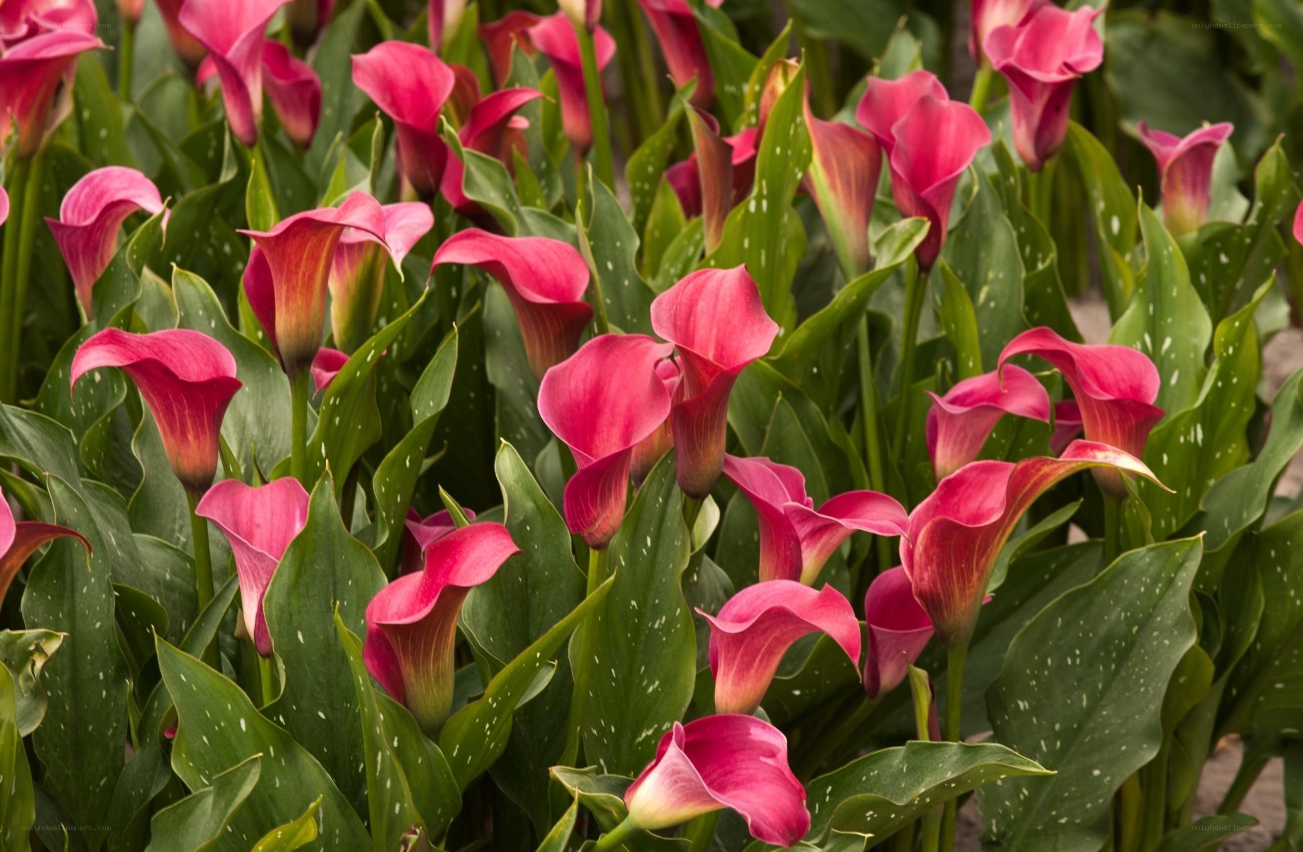 Pink calla lilies in bloom