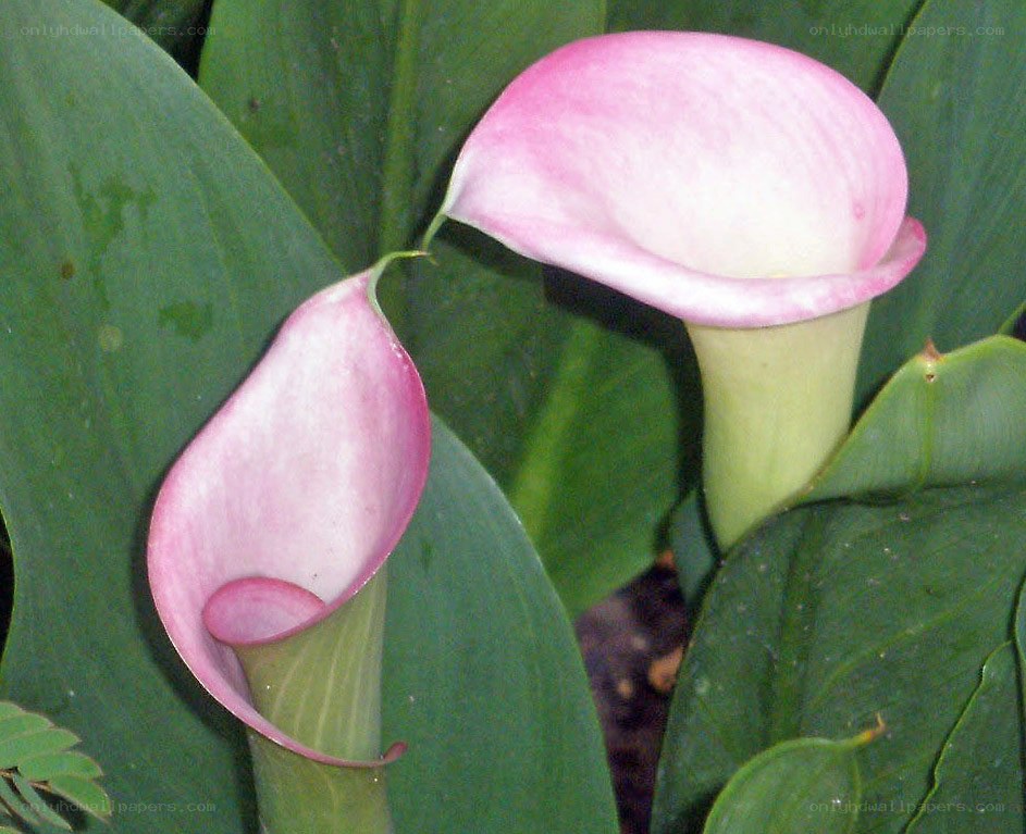 Pink calla lilies in foliage