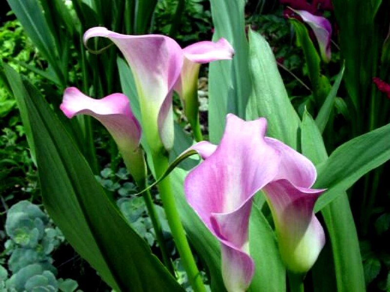 Pink calla lilies in garden