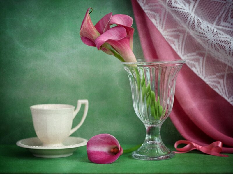 Pink Calla Lilies in Vase