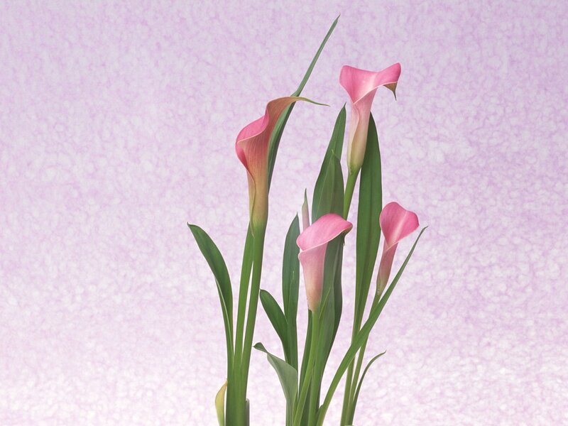 Pink calla lilies on purple