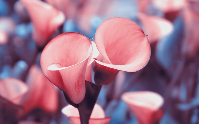 Pink Calla Lilies — Serene, Photograph, Flowers