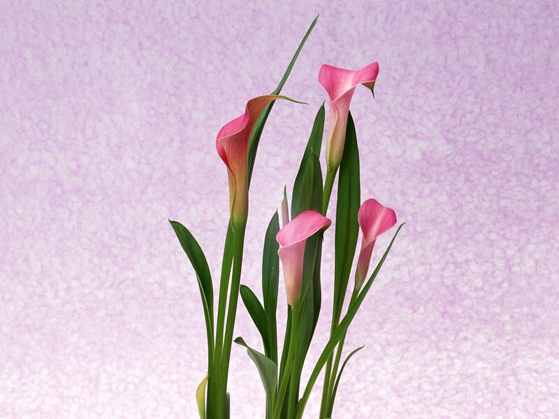 Pink Calla Lilies — Serene, Photograph, Green Leaves