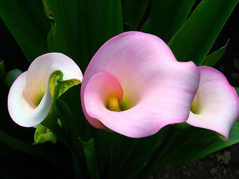 Pink Calla Lilies — Serene, Photograph