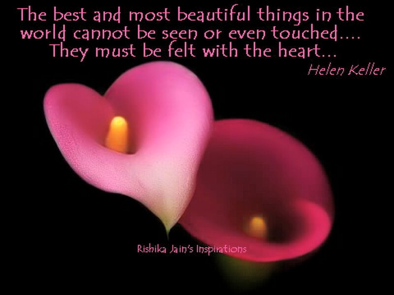 Pink Calla Lilies — Serene
