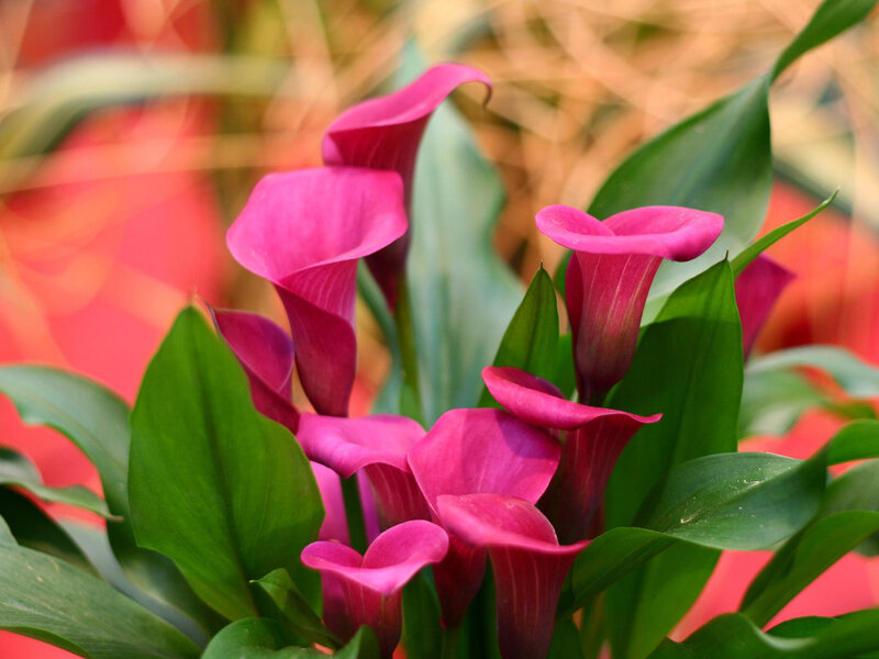 Pink Calla Lilies — Vibrant
