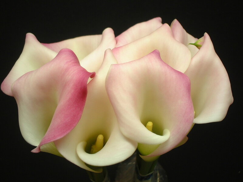 Pink Calla Lilies — White