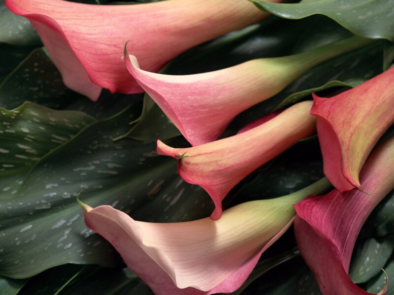 Pink calla lilies with green leaves