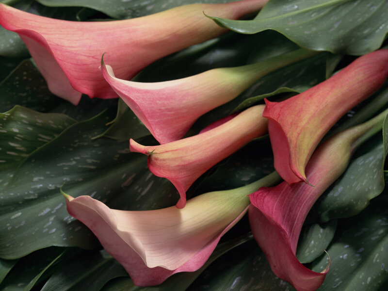 Pink calla lilies with green leaves