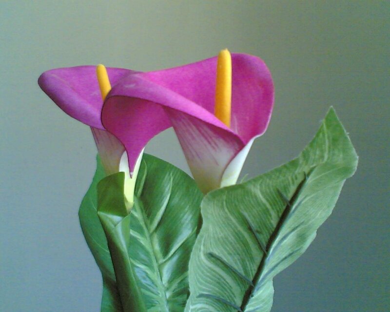 Pink calla lilies with green leaves